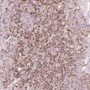 Merck Anti-RNF39 antibody produced in rabbit