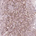 Merck Anti-RNF39 antibody produced in rabbit
