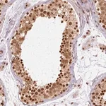 Merck Anti-CSTF1 antibody produced in rabbit