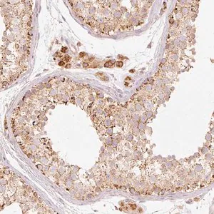 Merck Anti-PSENEN antibody produced in rabbit