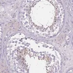 Merck Anti-PDHA2 antibody produced in rabbit