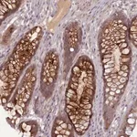 Merck Anti-LEFTY1 antibody produced in rabbit