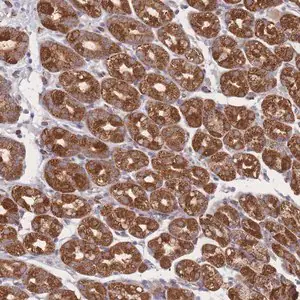 Merck Anti-PSMB3 antibody produced in rabbit