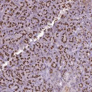 Merck Anti-FAM43A antibody produced in rabbit