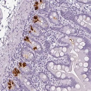 Merck Anti-REG3A antibody produced in rabbit