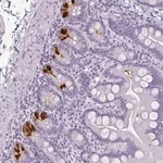 Merck Anti-REG3A antibody produced in rabbit