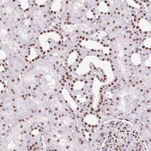 Merck Anti-ZRANB2 antibody produced in rabbit