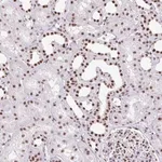 Merck Anti-ZRANB2 antibody produced in rabbit