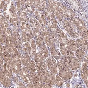 Merck Anti-EXOC6B antibody produced in rabbit