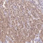 Merck Anti-EXOC6B antibody produced in rabbit