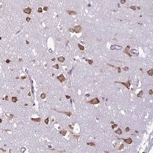 Merck Anti-RPS16 antibody produced in rabbit