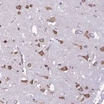 Merck Anti-RPS16 antibody produced in rabbit