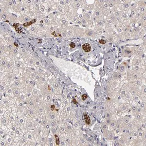 Merck Anti-EFS antibody produced in rabbit