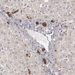 Merck Anti-EFS antibody produced in rabbit