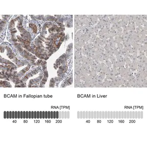 Merck Anti-BCAM antibody produced in rabbit