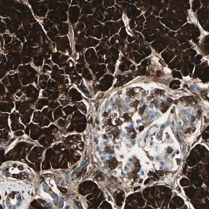 Merck Anti-PTH2R antibody produced in rabbit