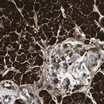 Merck Anti-PTH2R antibody produced in rabbit