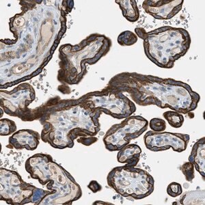 Merck Anti-MRS2 antibody produced in rabbit