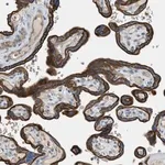 Merck Anti-MRS2 antibody produced in rabbit