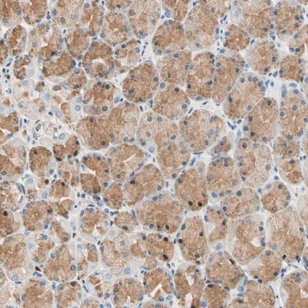 Merck Anti-LAMB3 antibody produced in rabbit