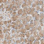 Merck Anti-LAMB3 antibody produced in rabbit