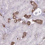 Merck Anti-RHBG antibody produced in rabbit