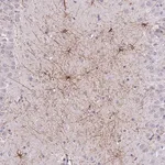 Merck Anti-SHCBP1 antibody produced in rabbit