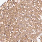 Merck Anti-SERPING1 antibody produced in rabbit