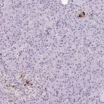 Merck Anti-KCNJ11 antibody produced in rabbit