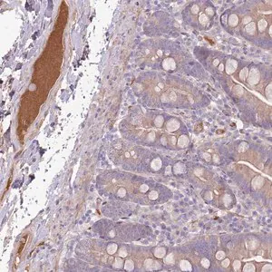 Merck Anti-CFH antibody produced in rabbit