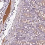 Merck Anti-CFH antibody produced in rabbit