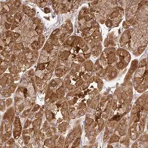 Merck Anti-ZNF285 antibody produced in rabbit