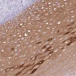 Merck Anti-AP3S2 antibody produced in rabbit