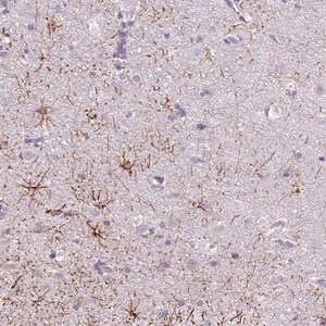 Merck Anti-SLC35E3 antibody produced in rabbit