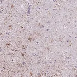 Merck Anti-SLC35E3 antibody produced in rabbit