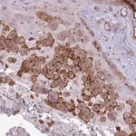 Merck Anti-WDR90 antibody produced in rabbit