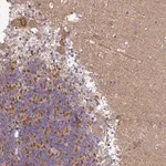 Merck Anti-GAN antibody produced in rabbit
