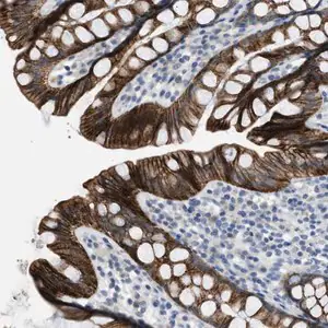 Merck Anti-TMEM154 antibody produced in rabbit
