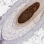 Merck Anti-KRT31 antibody produced in rabbit