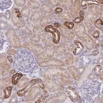 Merck Anti-NBEAL1 antibody produced in rabbit