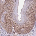 Merck Anti-DOCK6 antibody produced in rabbit