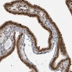 Merck Anti-PHIP antibody produced in rabbit