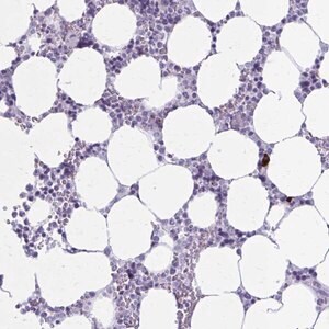 Merck Anti-ZDHHC7 antibody produced in rabbit