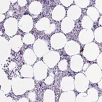 Merck Anti-ZDHHC7 antibody produced in rabbit