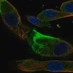 Merck Anti-IQUB antibody produced in rabbit