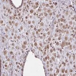 Merck Anti-NRBF2 antibody produced in rabbit