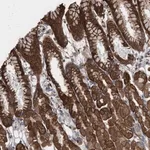 Merck Anti-KLHL26 antibody produced in rabbit