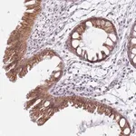 Merck Anti-KCNA5 antibody produced in rabbit