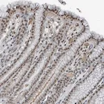 Merck Anti-PHIP antibody produced in rabbit