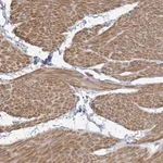 Merck Anti-SLFN14 antibody produced in rabbit